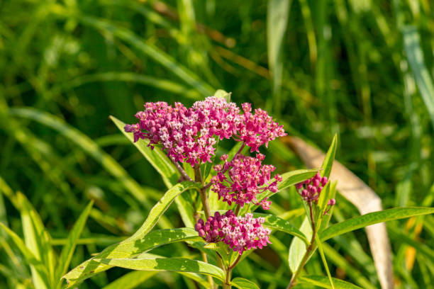 istock Close-up of a blooming Milkweed 1332311608