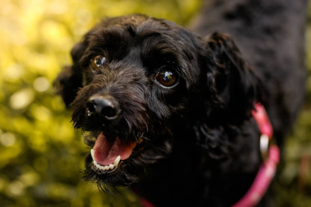 istock Dog Portrait 1332312598