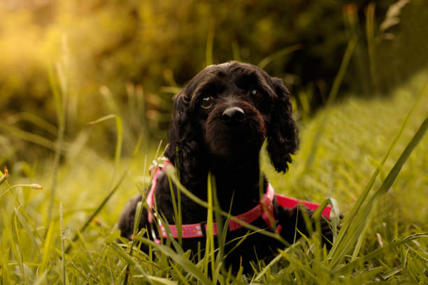 istock Dog Portrait 1332312620