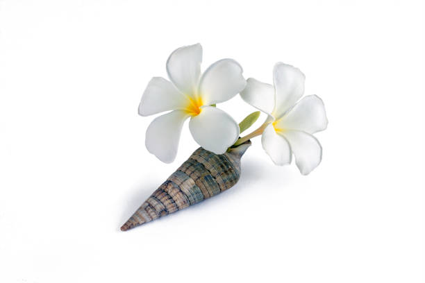 istock two frangipani flowers in a sea shell isolated on white 1332314073