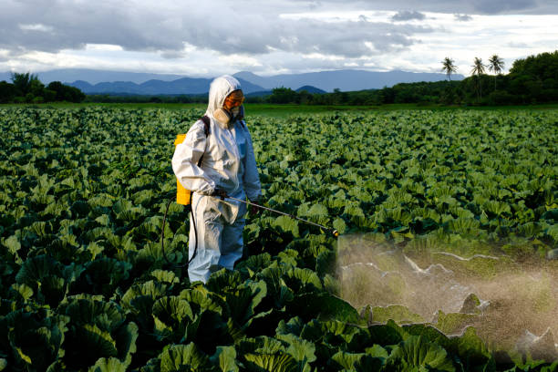 Female gardener in a protective suit and mask spray Insecticide and chemistry on huge cabbage vegetable plant Female gardener in a protective suit and mask spray Insecticide and chemistry on huge cabbage vegetable plant backpack sprayer stock pictures, royalty-free photos & images