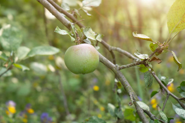 istock Apple on a branch in the garden 1332315332