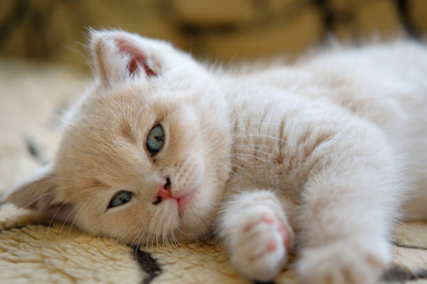 istock close-up on a cute relaxed kitten looking at the camera 1332316442