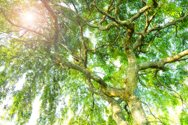 Canopy of leaves A large green tree with branches full of leaves. climate justice photos stock pictures, royalty-free photos & images