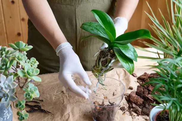 Photo of The hands of woman transplanting orchid into another pot on the table, taking care of plants and home flowers. Home gardening.