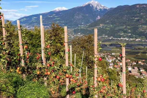 Orchards in the mountains at Merano, Italy.