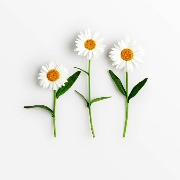 istock Daisy flowers, white marguerite 1332324190