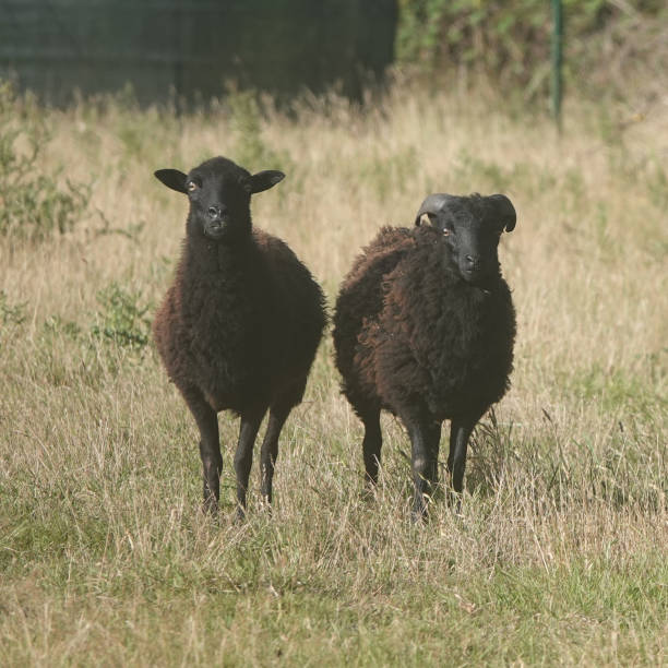 istock Two black dwarf sheep named Oessant sheep.. 1332324599