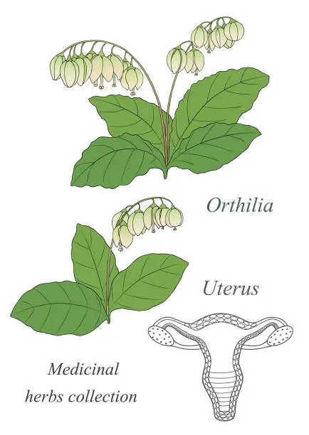 Vector illustration of Vector hand drawn illustration of a plant orthilia