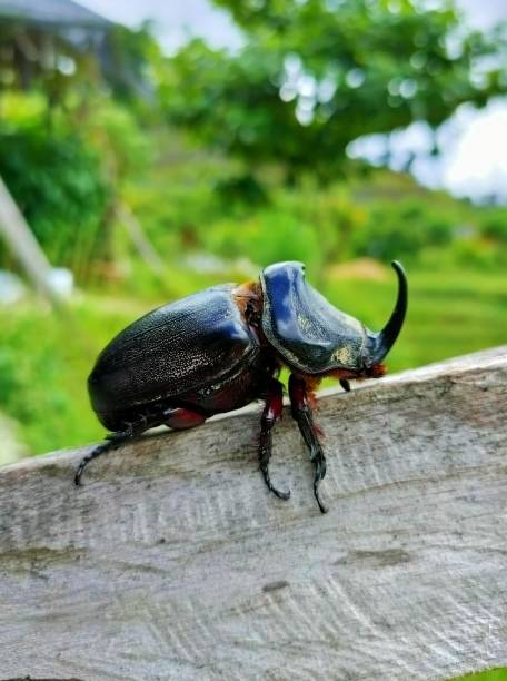 istock European rhinoceros beetle 1332327204