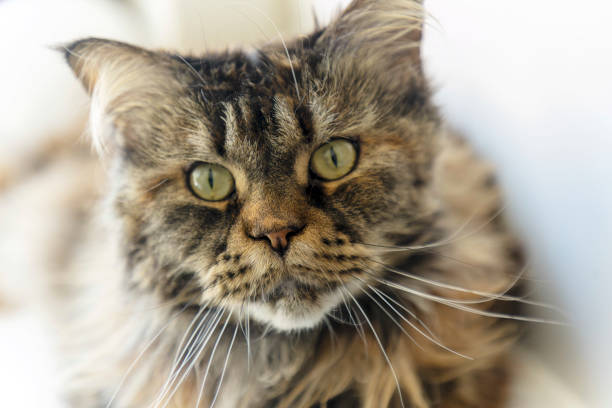 istock Cat a maine coon in a living room 1332329810
