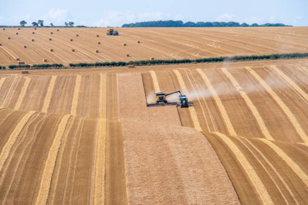 乾燥した晴れた日に作物が持っている - tractor farm uk agriculture ストックフォトと画像