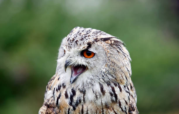 istock Siberian eagle owl close up head shots 1332332740