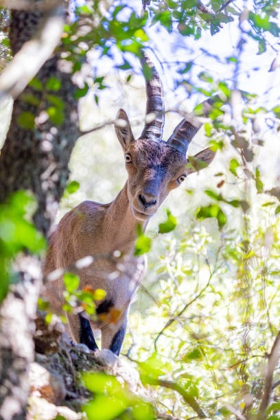Goat with long horns spoted - young animal in the woods in Montserrat. Near Els Ecos.
