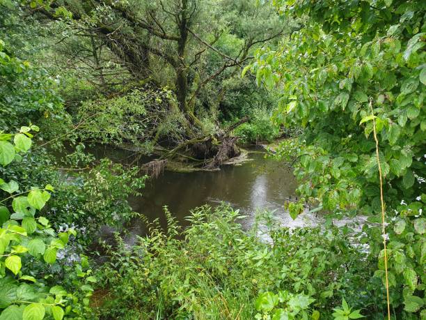 istock Green wilderness on a creek 1332334326