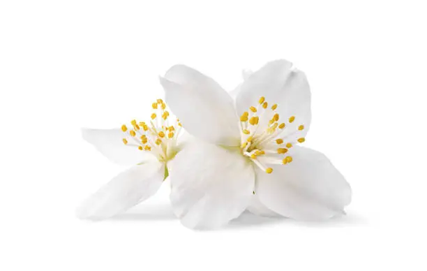 Photo of Jasmine flowers isolated on a white background.