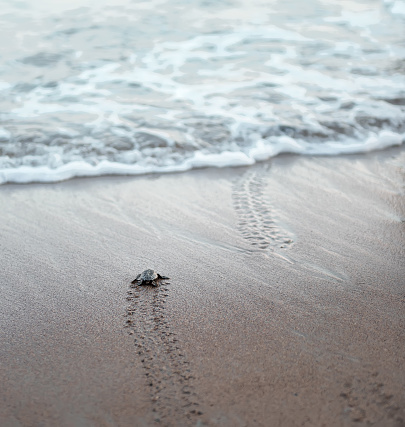Sea turtle hatchlings on the sand beach get to the sea safely leaving flippers tracks on wet sand