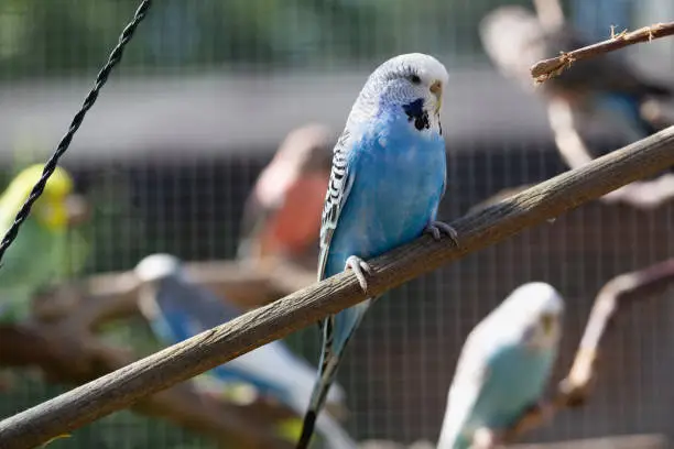 Blue budgerigar with white head sitting on a branch in an outdoor aviary, more colorful birds can be seen in backgound, it is a sunny day in summer