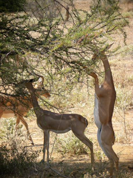 istock Impalas in the Samburu reserve. Kenya 1332337964