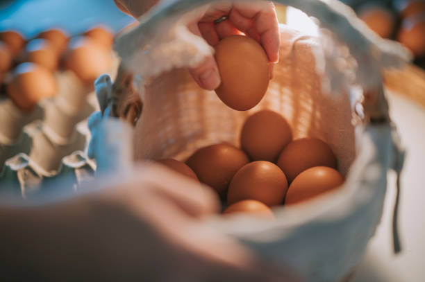 femme chinoise asiatique mettant à la main des œufs de carton d’œufs dans un panier à la maison - eggs farm basket dairy farm photos et images de collection