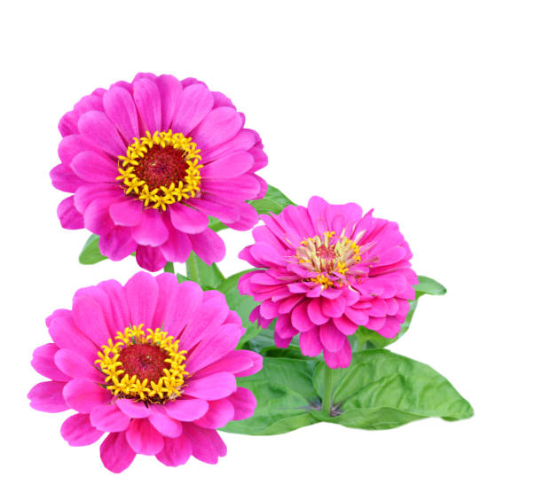A floral pink zinnia flower bunch on white stock photo