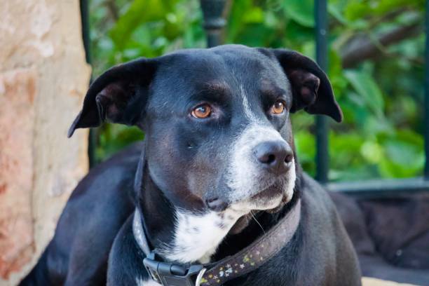 istock black dog looking at the camera 1332340226