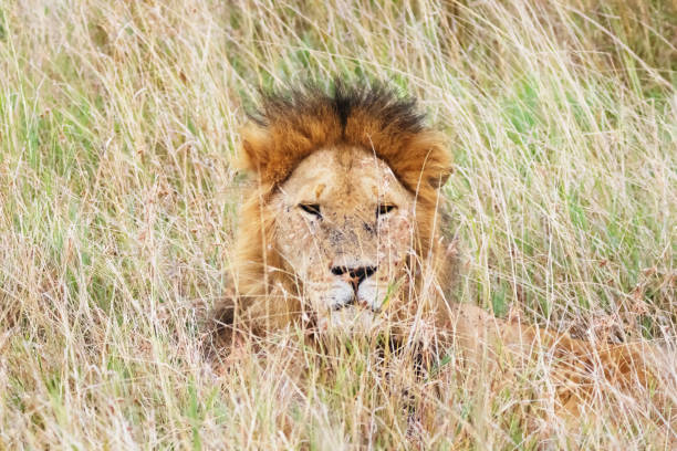 istock Lion in Masai Mara 1332340390