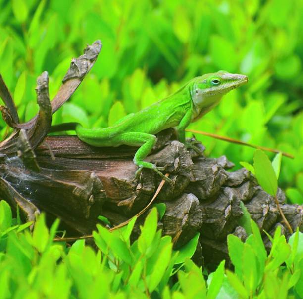 istock Majestic Carolina Anole 1332343043