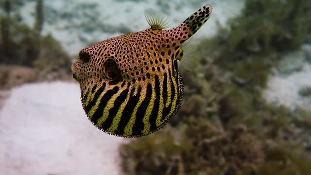 Juvenile stellate pufferfish swimming slow motion