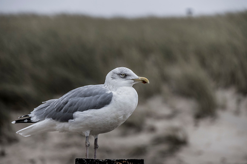 Seagull at the Island of  Sylt, Germany, Europe