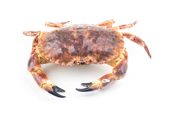 istock Cooked brown crab or edible crab isolated on the white background. 1332345851