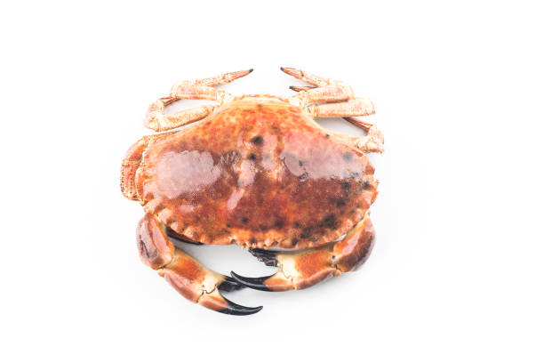 istock Cooked brown crab or edible crab isolated on the white background. 1332345876