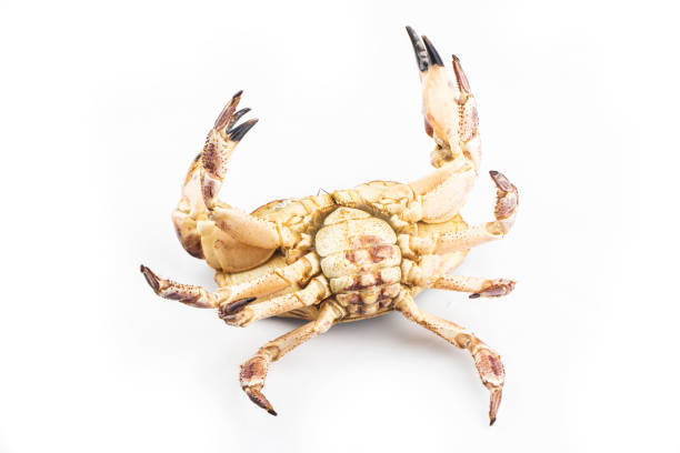 Hairy Crab