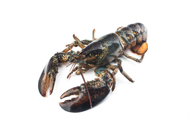 istock Boston lobster isolated on white background. 1332346172