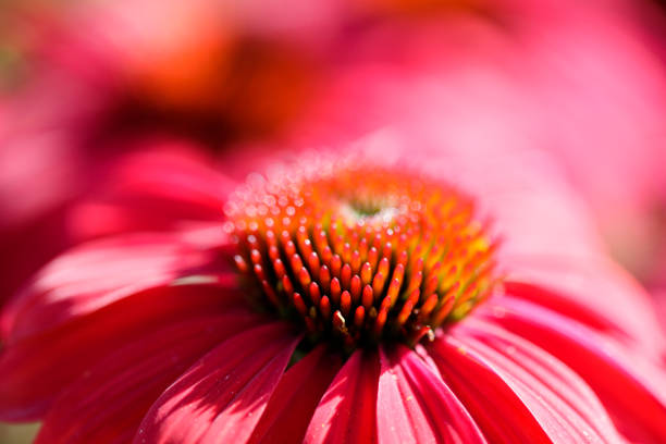 Close-up of a coneflower, yellow flower with pollen pistils, summery yellow flower surrounded by green leaves, sunshine on a flower