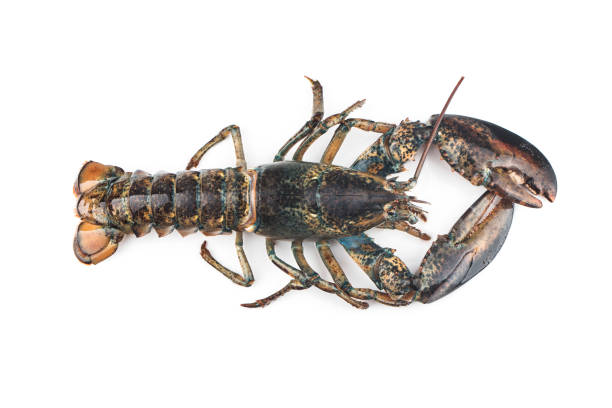 istock Boston lobster isolated on white background. 1332346890