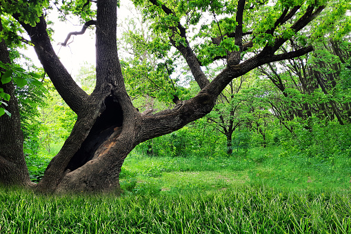 A hollow in a large tree in the forest. Old tree with branches in the park. A centuries-old oak tree with a hollow. Natural background. Old tree problem, plant disease in nature
