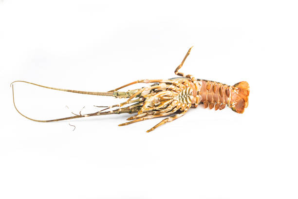 istock Fresh spiny lobster isolated on white background, Palinurus vulgaris 1332347104