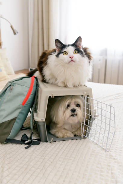 Dog in carrier with cat stock photo
