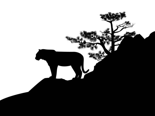 illustrazioni stock, clip art, cartoni animati e icone di tendenza di tigre selvaggia in piedi a montagna scogliera vettore silhouette lanscape - cliffside