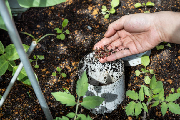 istock Hand feeding red wrigglers earthworms into worm tower for vermicomposting 1332349345