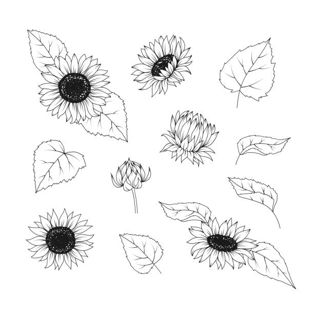 Sunflower hand drawn leaves and flowers set Sunflower hand drawn leaves and flowers set on white background helianthus stock illustrations