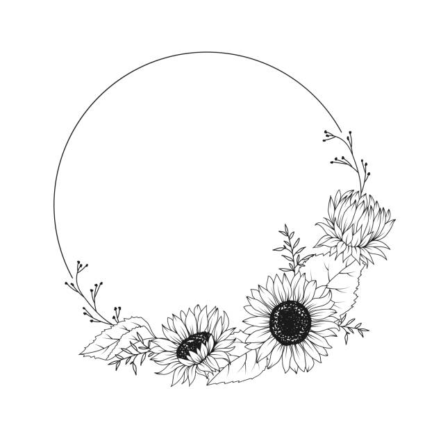 Sunflower hand drawn floral frame wreath Sunflower hand drawn floral frame wreath on white background helianthus stock illustrations