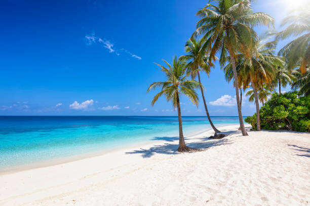 istock Tropical paradise beach with coconut palm trees 1332349816