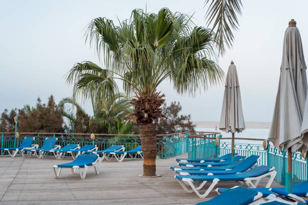 istock empty beach loungers under palm trees with no people 1332350046