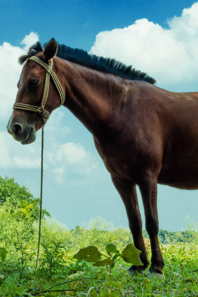 istock A beautiful dark red or brown horse eats grass on green grass 1332350183