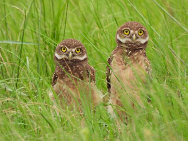 istock Burrowing Owl (Athene cunicularia) two resting in the high grass 1332351489