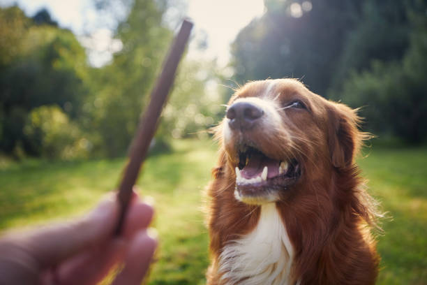 proprietario di animali domestici in possesso di un trattamento per il suo cane - dog education holding animal foto e immagini stock