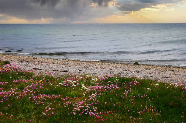 Pasture near the sea, Isle of Skye, Scotland, UK