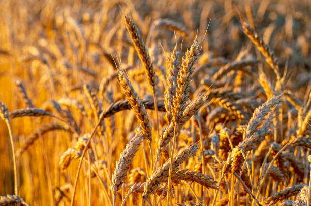 istock Golden wheat field on sunrise 1332353533